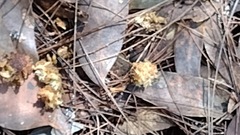 Calyptorhynchus lathami