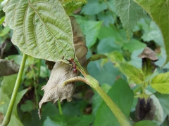 Camponotus nicobarensis