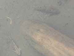 Altai Bullhead photo 3