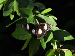Hypolimnas misippus