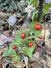 Ruscus hypoglossum