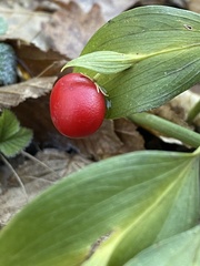 Ruscus hypoglossum