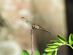 Potamarcha congener