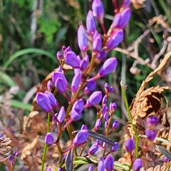 Comesperma volubile