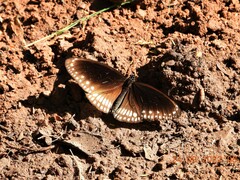 Euploea core