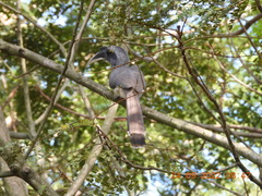 Ocyceros birostris
