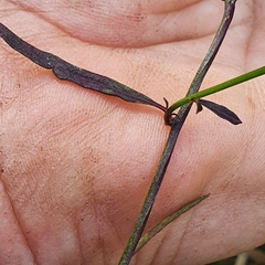 Comesperma volubile