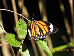 Danaus genutia