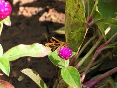 Ampittia dioscorides