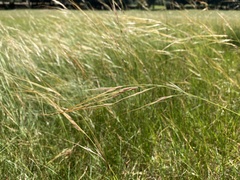 Nassella neesiana