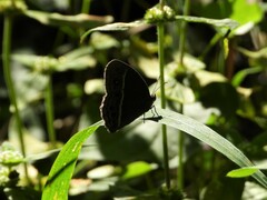 Mycalesis mineus