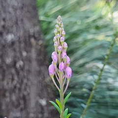 Comesperma ericinum