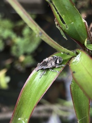 Atactogaster inducens