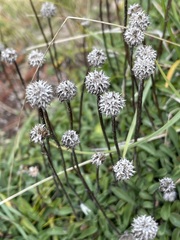 Globularia cordifolia