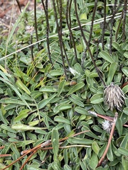 Globularia cordifolia