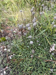 Globularia cordifolia