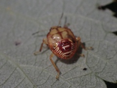 Podisus maculiventris