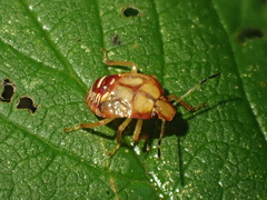 Podisus maculiventris