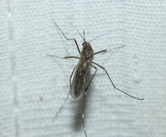Culex tarsalis