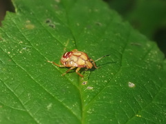 Podisus maculiventris