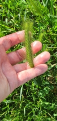 Hordeum