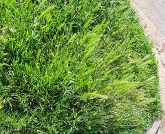 Hordeum