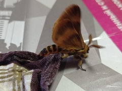 Lemonia dumi