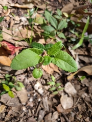 Stachys floridana