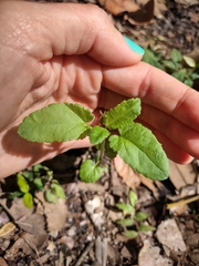 Stachys floridana