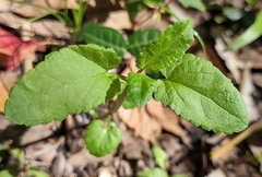 Stachys floridana