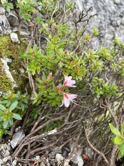 Rhodothamnus chamaecistus