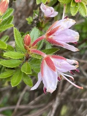 Rhodothamnus chamaecistus