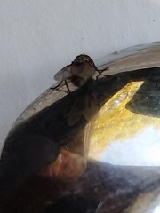 Muscidae