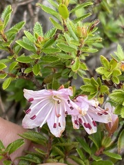 Rhodothamnus chamaecistus