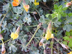 Lotus cytisoides