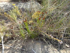 Schizaea pectinata