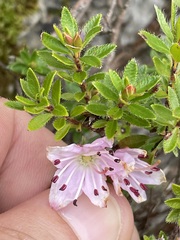 Rhodothamnus chamaecistus