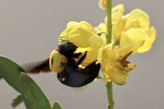 Xylocopa pubescens