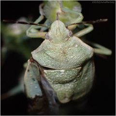 Chlorochroa