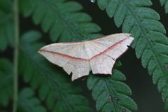 Timandra convectaria