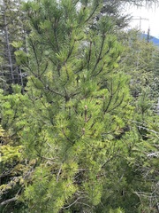 Pinus mugo