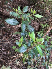 Hedycarya angustifolia