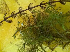 Helosciadium inundatum