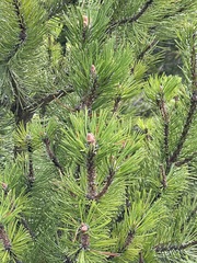 Pinus mugo