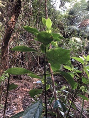 Hedycarya angustifolia