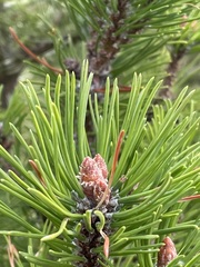 Pinus mugo