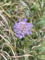 Scabiosa lucida