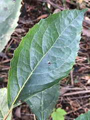 Hedycarya angustifolia