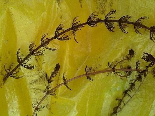 Image of Alternate Water-Milfoil (Myriophyllum alterniflorum) by (c) Andre Hosper, some rights reserved (CC BY)