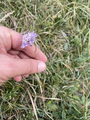 Scabiosa lucida